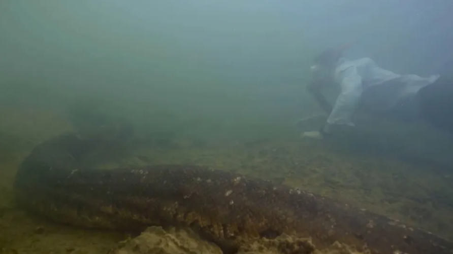 Вчені знайшли найбільшу змію у світі: зелена анаконда завдовжки 8 метрів і важить 200 кілограмів